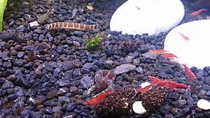 Акантофтальмус кюля (Acanthophthalmus kuhli) и Креветки вишни