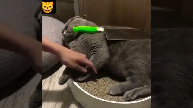 Как успокоить кота, когда собираешься подстригать ногти смотреть онлайн