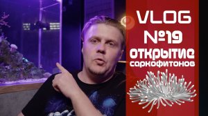 VLOG 19 (Откритие саркофитонов)