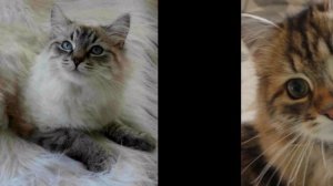 Сибирская кошка (Siberian cat) породы кошек( Slide show)!