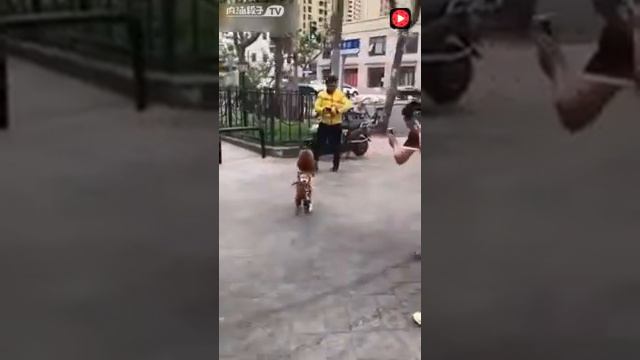 Собака из китая  научилась ходить смотреть онлайн