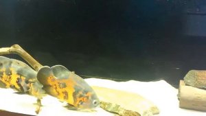 АСТРОНОТУСЫ зарисовка