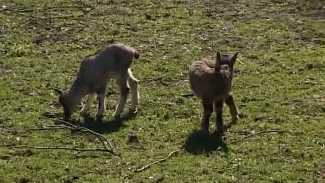 В Ростовском зоопарке пополнение смотреть онлайн