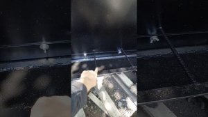 Бункерная кормушка для Свиней поросят