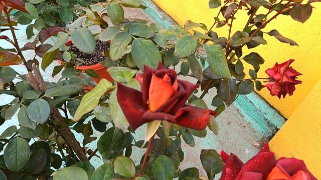 Eddy Mitchell rose | Dark red & light yellow reverse | Rose eddy Mitchell | by color eddy mitchell смотреть онлайн