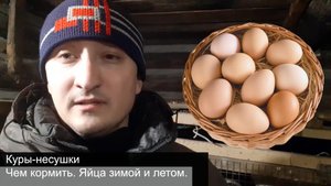 Куры-несушки. Чем кормить. Яйца зимой и летом.