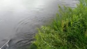 Ловля сазана на поплавочную удочку