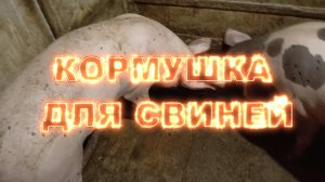 Кормушка для свиней.