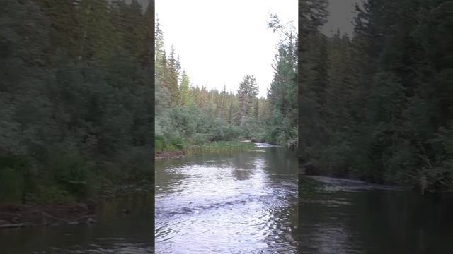 1846 Осмотр Рыбной Струи Удочка Поплавок Тайга #дмитрийяков #рыбалка #тайга #fishing #выживалово