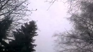 НЕ ГУБИТЕ ДЕРЕВЬЯ