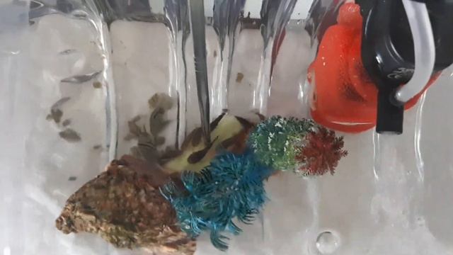 Мальки Анцитрусы 1 месяц живут в 10 л. баклажке.