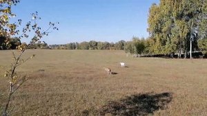 Забег малых английских борзых, или уиппетов. Быстро и беспощадно