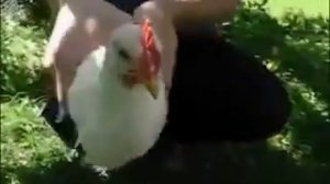 Куриный гироскоп