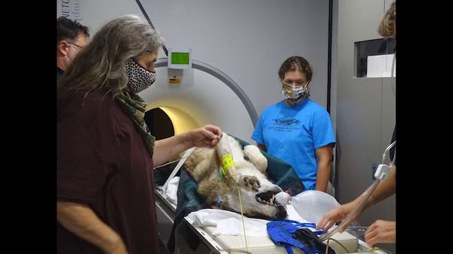 WC Pack Update - 21 September 2020 смотреть онлайн