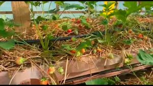 Сорт клубники Фавори / Плодоносит с мая по ноябрь