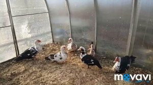 Содержание и уход за индоутками!