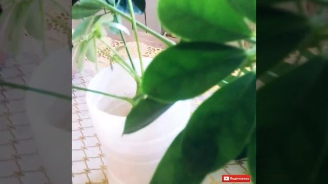 ШЕФФЛЕРА МОЁ КОМНАТНОЕ РАСТЕНИЕ.?