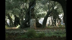 Горько слёзы лились под шатром Гефсиманского сада...