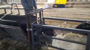 Ветеринарная обработка овец коз. Обрезка и санитарная обработка копыт на станке "ФАВОРИТ"