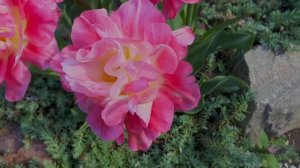 Тюльпан Махровый Дабл Шугар Tulip Double Sugar