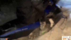 ПЛОХОЙ ПАРЕНЬ,ПИНК,КУЕРТОВ,КОРЕШ,ПАРАДЕЕВИЧ И ИНСАЙДЕР ЗАБЛУДИЛИСЬ В ЛЕСУ