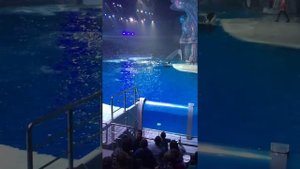 Касатка в москвариуме)))