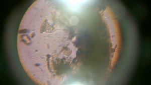 Что можно увидеть в микроскоп?