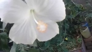 Hibiscus Bonsai  || 3 years old white Hibiscus Bonsai.