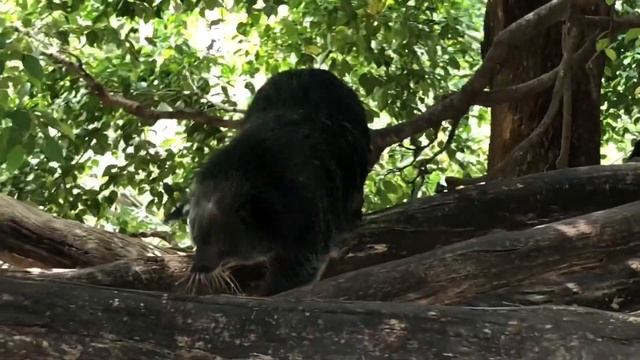 Тайланд. Паттайя зоопарк. Тигровый зоопарк в Паттайе. Тайланд. Khao Kheo. Sriracha Tiger ZOO.