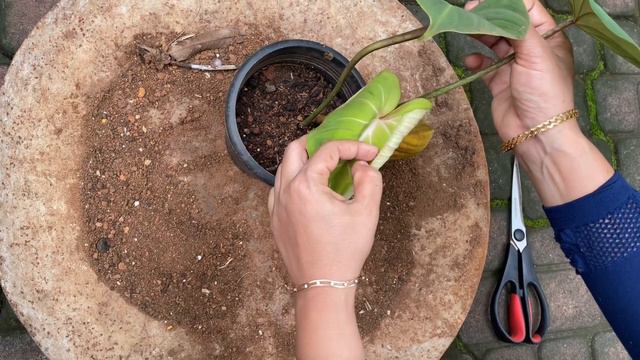 Gloriosum | Crawling Philodendron | Indoor Foliage смотреть онлайн