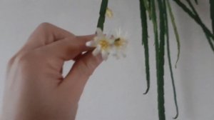 Blooming Lepismium Houlletianum and Lepismium bollivianum | Flowers of epiphytic cactus