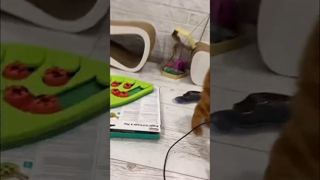 Игрушка для кошки Божья коровка