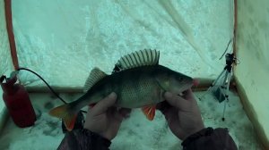 КРУПНЫЙ ОКУНЬ на мормышку! Зимняя рыбалка 4