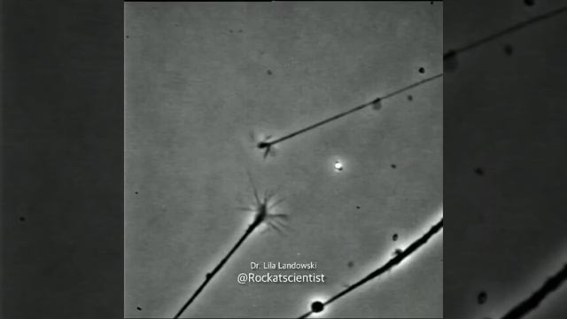FINDING THAT CONNECTION© - neurons connecting to one another in a Petri dish - growth cones
