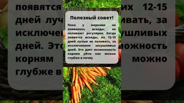 Как Поливать Морковь Правильно, чтобы Она Выросла Крупной и Сочной! #shorts