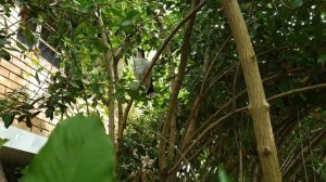 13/1/23 Grey Butcherbird Singing Quietly 🎶🐦🌿 Серый мясник-птица тихо поет