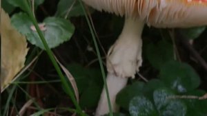 Покажу как собирать #Грибы ;)