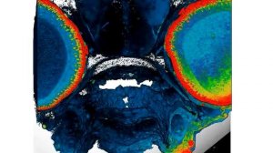 Zebrafish embryo in 3D using volume electron microscopy