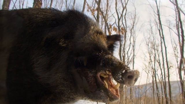 5 САМЫХ ОПАСНЫХ ЖИВОТНЫХ РОССИИ смотреть онлайн