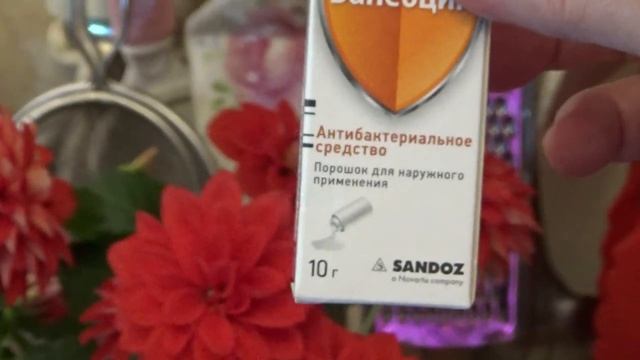 Как спасти загнивший клубень георгина