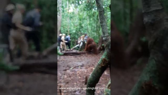 KING OF THE JUNGLE, ORANGUTANS Kalimantan,.  (Pongo pygmaeus)