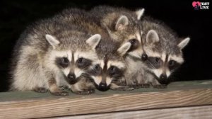 Crowd of wild raccoons has been coming to this old man for 20 years to eat fast food