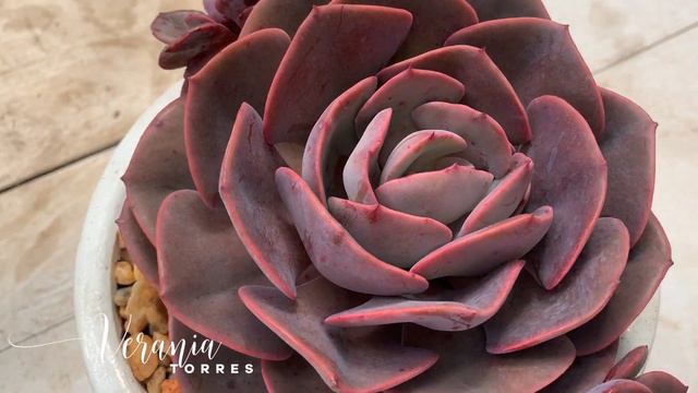 👩🏼🌾 Diferencia entre Dusty Rose y Perle Von Nurnberg /Cuidados Dusty смотреть онлайн