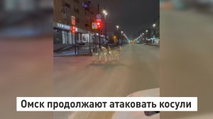 Омск продолжают атаковать косули.