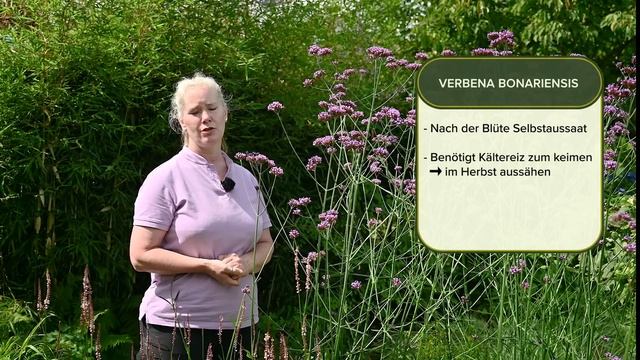 Verbena bonariensis - Alles über das Patagonische Eisenkraut смотреть онлайн