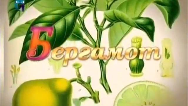 Бергамот (Княжеская груша)