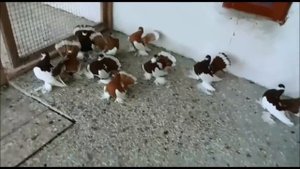 Изумительная Коллекция Волжских красногрудых Статных голубеи .Ленточные(М. Лучків . Ів-Франківськ )