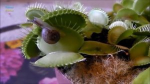 Хищные растения.