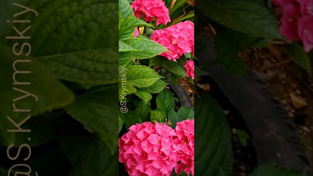 Hydrangea Macrophylla Pink 🌸 Гортензия Крупнолистная Розовая  #Гортензия #Hydrangea #アジサイ  #绣球花