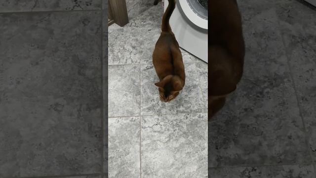 Абиссинская кошка нападает!!!!!!Очень злая!!!Кошмар!!!! смотреть онлайн